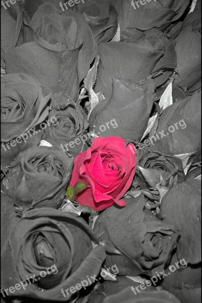 Red Roses One Difference Free Photos