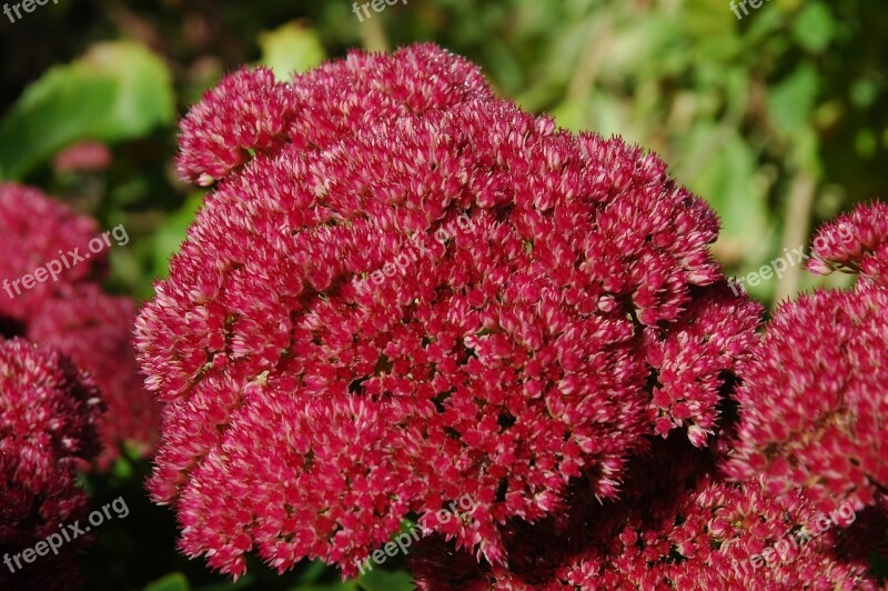 Stonecrop Garden Plant Flowers Flower Close Up