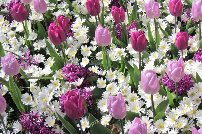 Daisies Tulips Tulip White Margriet