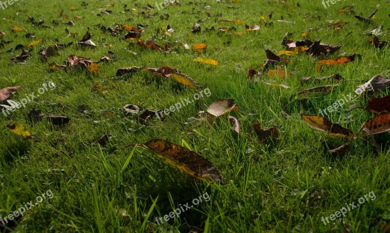 Autumn Leaves Natural Lawn Fall Foliage Grass