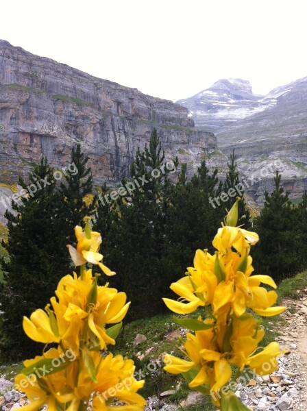 Pyrenees Flowers Mountain Free Photos