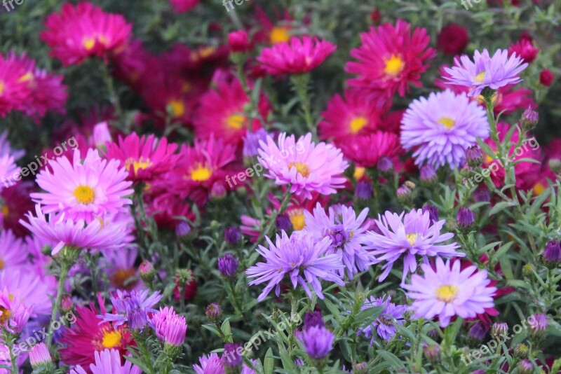 Marcinki Astra Flowers Autumn Flowers Flowering