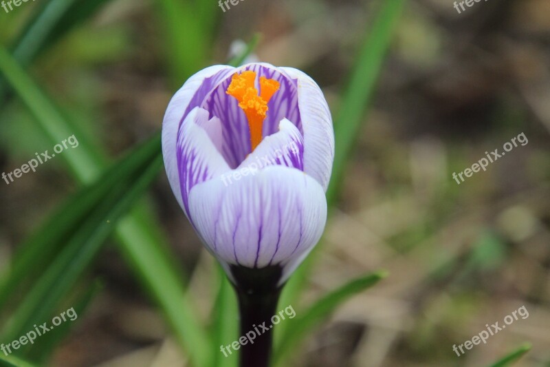 Crocus Spring Flower Purple Lilac