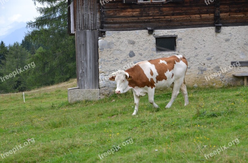 Alm Alpine Hut Nature Landscape Hut