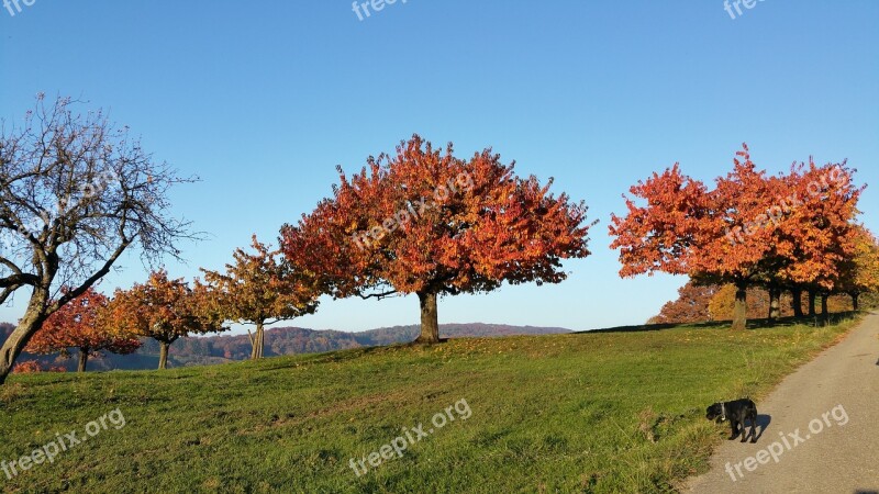 Herbst Baum Autumn Tree Nature