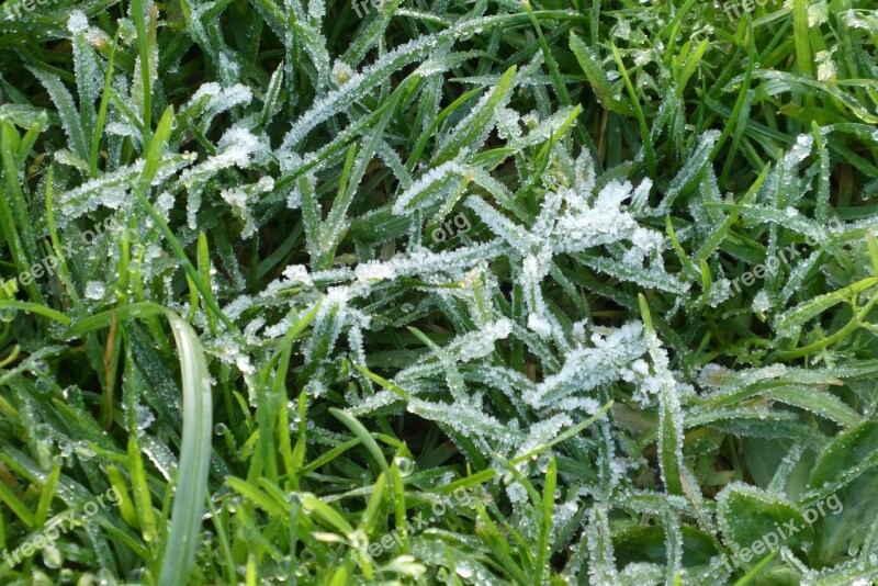 Ripe Frozen Grass Ice Ice Crystals