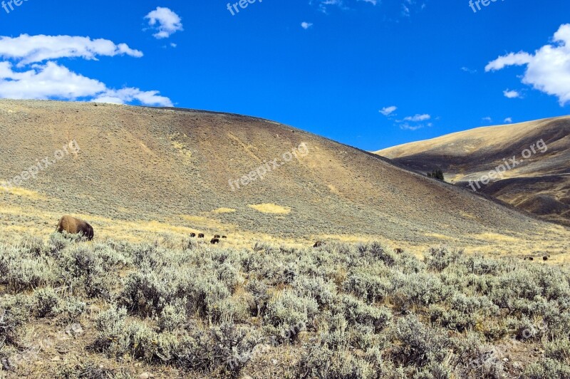 Bison In Autumn Lamar Valley Bison Buffalo Sagebrush Animal