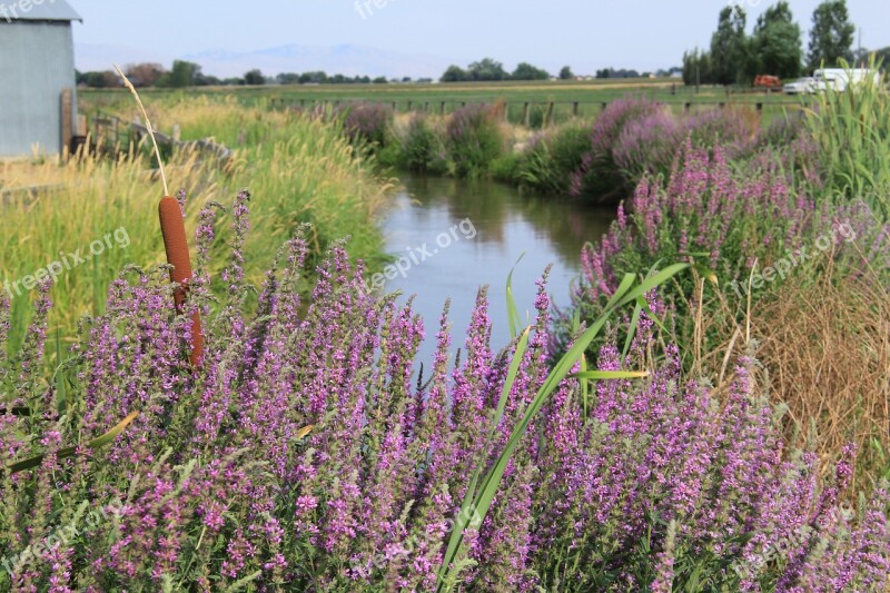 Canal Creek Summer Tall Grass Purple Cat Tails