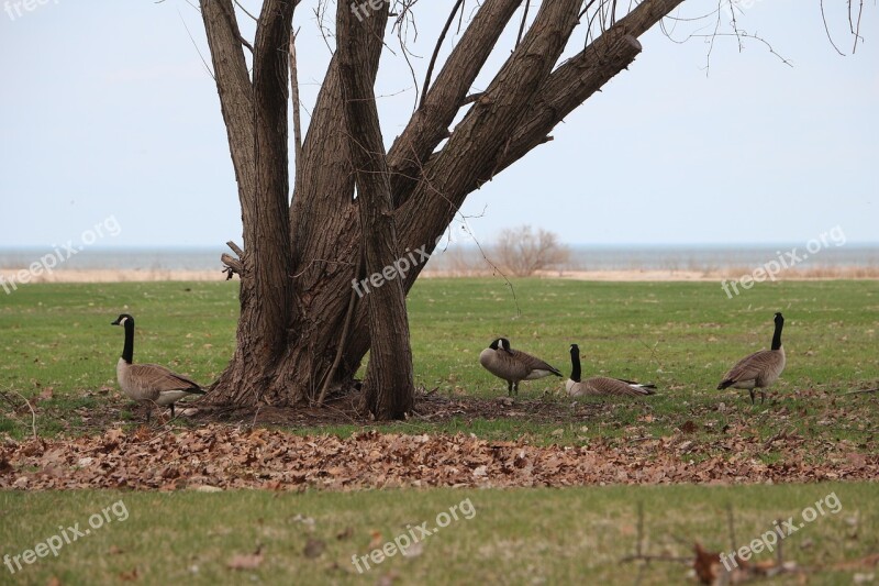 Canada Geese Michigan Bay City Landscape Free Photos