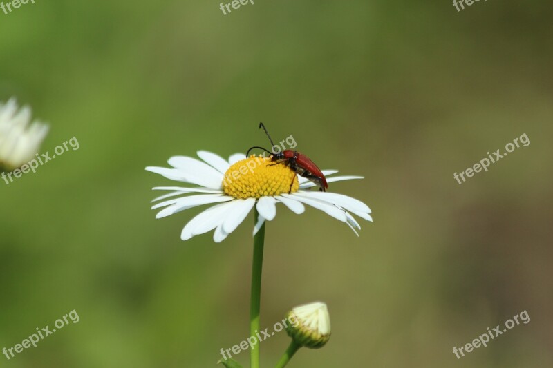 Daisy Beetle Insect Red Beetle Nature