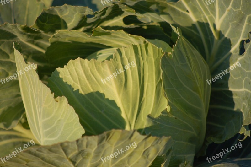 Cabbage Garden Winter Gardens Agriculture