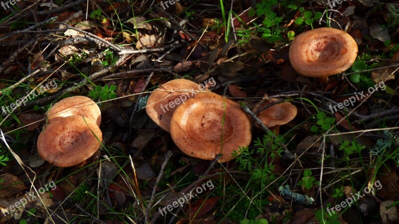 Mushroom Milk-cap Autumn Forest Lactarius