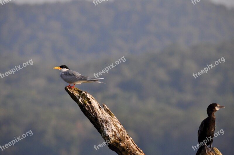 Birds Twig Nature Free Photos