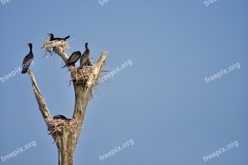 Birds Nests Branches Free Photos