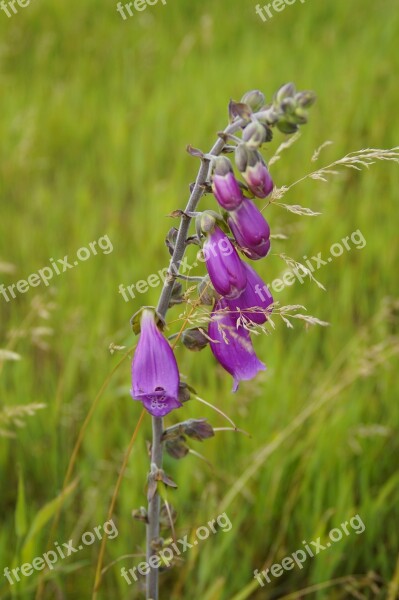 Thimble Plant Wild Plant Wild Flower Toxic