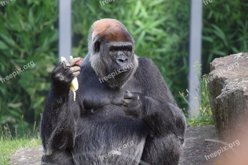 Gorilla Food Zoo View Creature