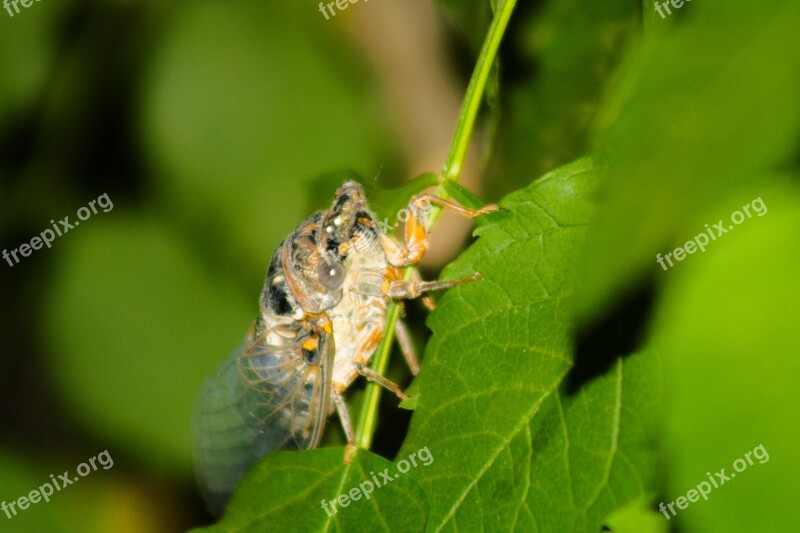 τζιτζικι Sex Green Nature Background