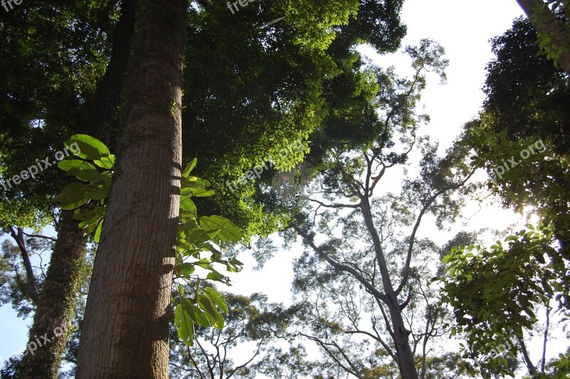 Borneo Jungle Rain Forest Malaysia Ape