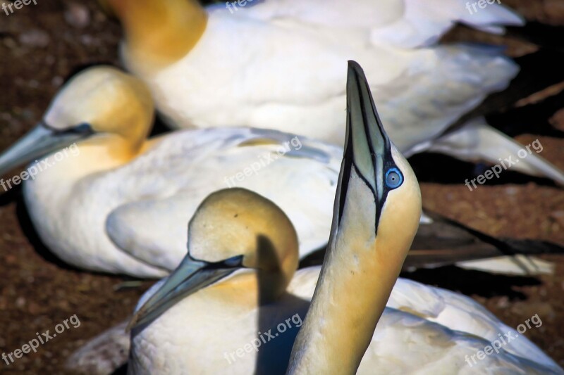 Gannets Birds Nature Animal Bonaventure Island