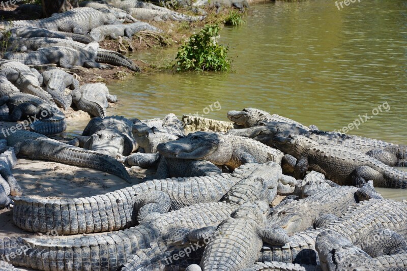 Alligators Wild Crocodile Predator Nature