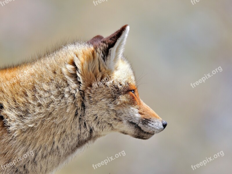 Fox Animals Wild Nature Free Photos