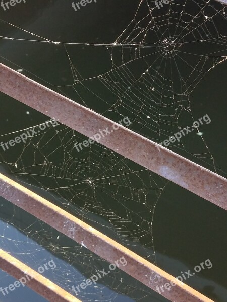 Spider Web Nature Cobweb Creepy