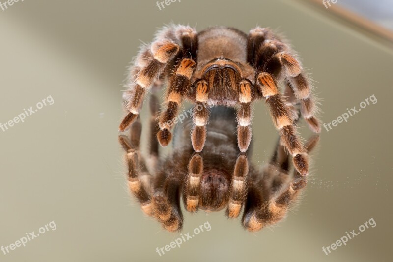 Mirroring Glass Spider Tarantula Mirror