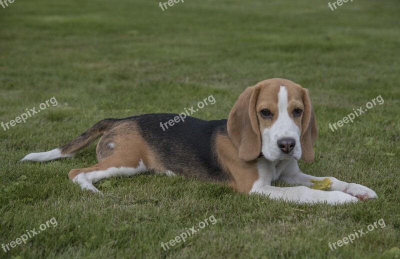 Beagle Dog Pet Animal Cute