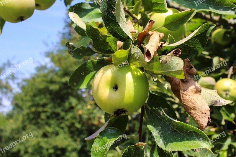 Apple Tree Apple Tree Immature Green