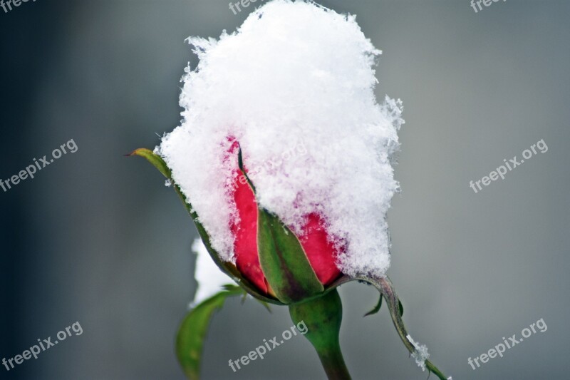 Rose Snow Winter Garden Love