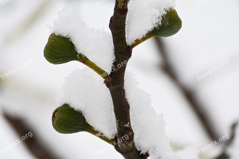 Fig Winter Snow Cold Fruit