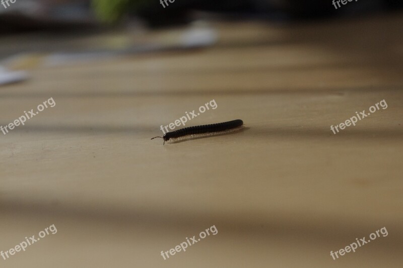 Millipede Legs Insect Free Photos