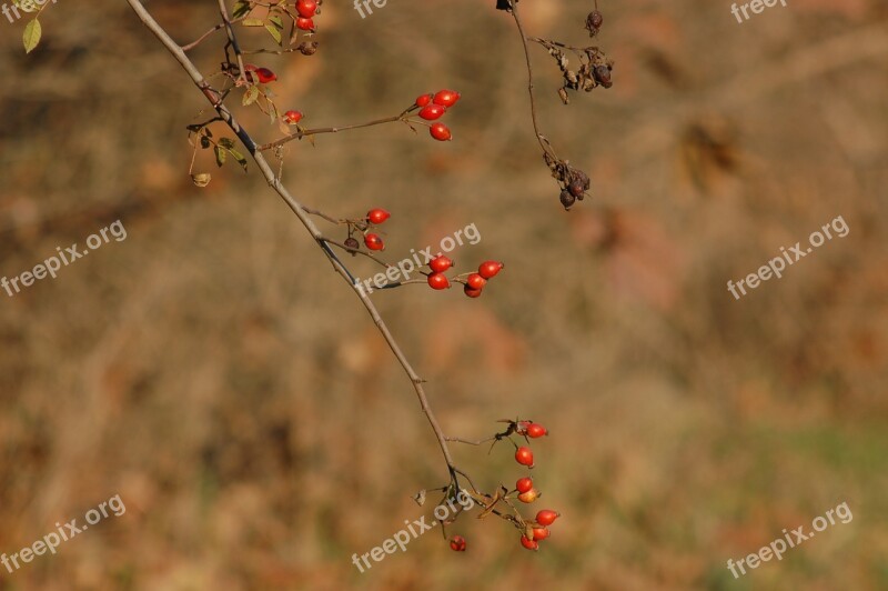 Rosehip Berry Forest Nature Free Photos