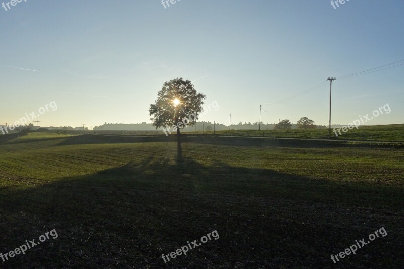 Tree Lonely Longing Wide Light