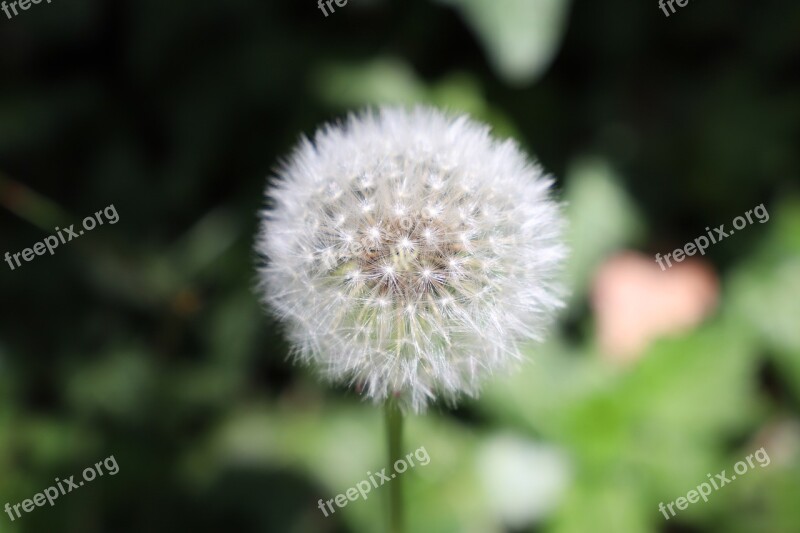 Dandelion Plant Close Up Pointed Flower Flying Seeds