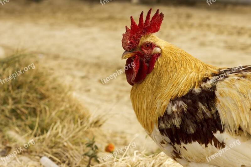 Chicken Head White Male Livestock