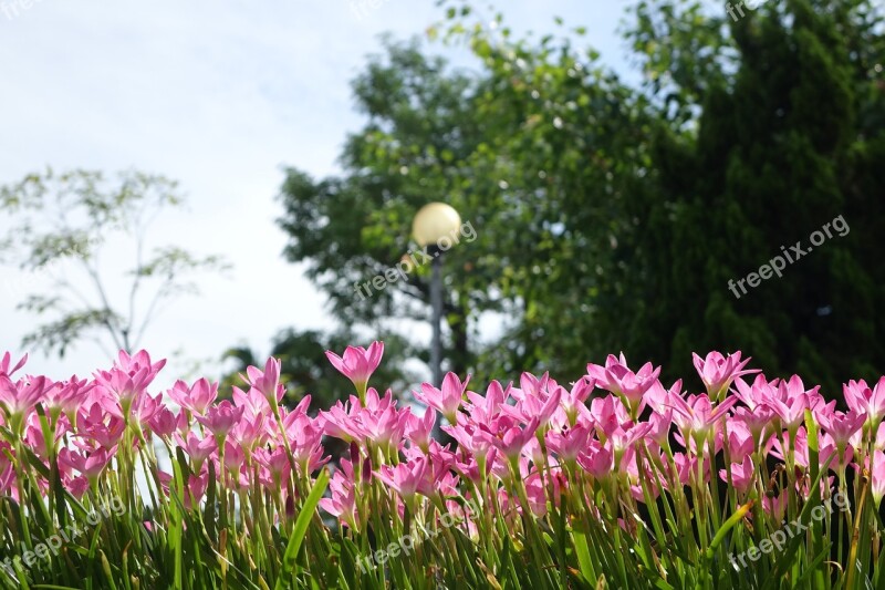 Onion Blue Lycoris Radiata Section Pink Chuang 蓮 Jade Curtain Flower