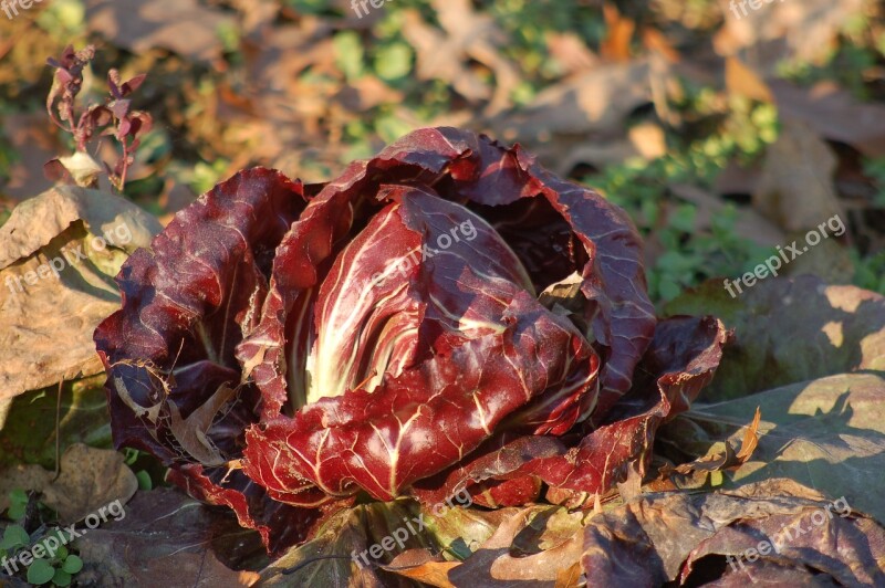 Chicory Garden Winter Cascine Orsine Vegetables