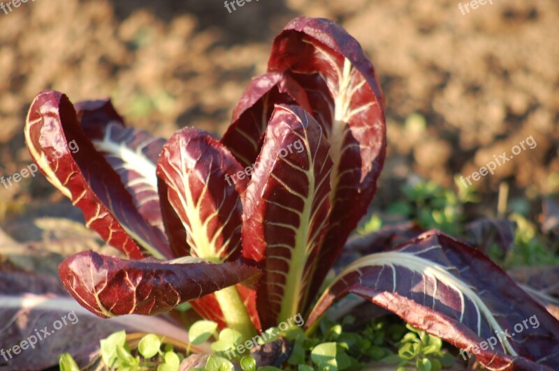 Chicory Garden Winter Cascine Orsine Vegetables