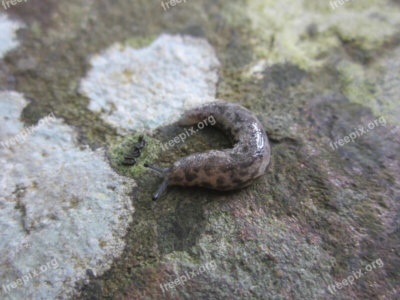 Insect Slug Nature Free Photos