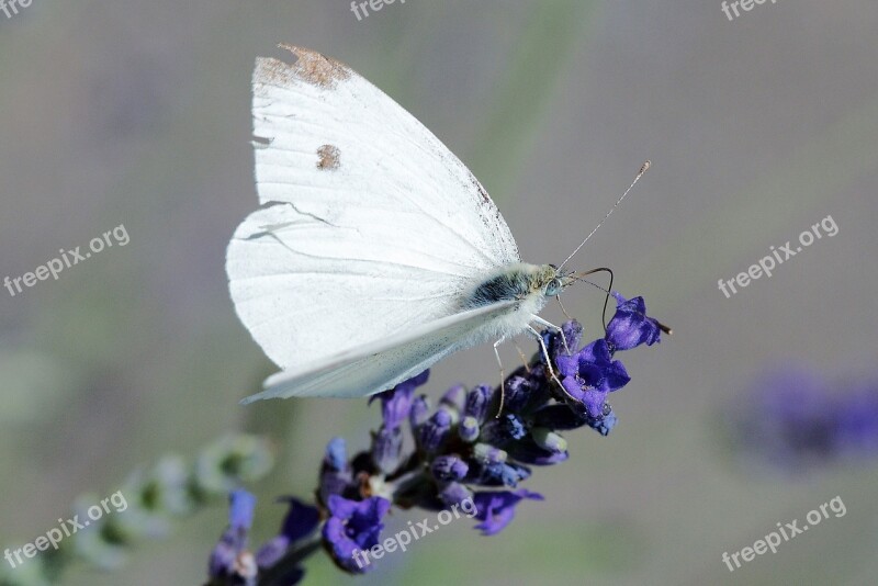 Butterfly Imported Cabbageworm Cabbage Insect White