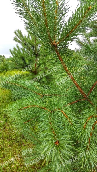 Pine Nature Plant Forests Trees