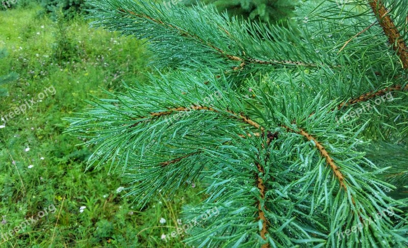 Pine Green Forest Nature Tree