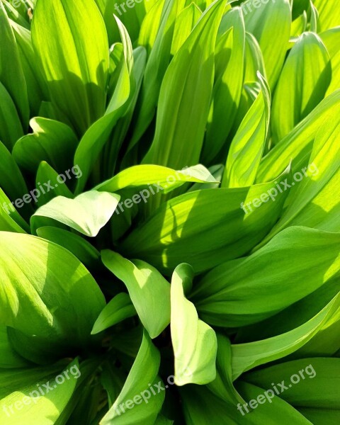 Plant Ramsons Green Bloom Nature