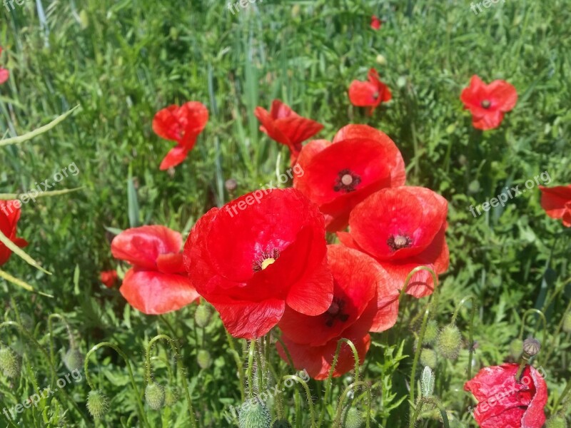 Cornflower Klatschmohn Poppy Flower Red