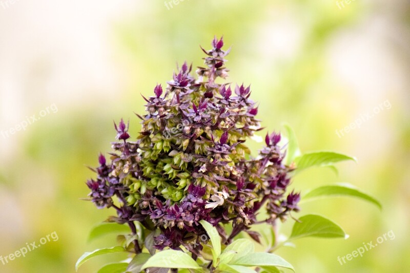 Holy Basil Nature Flower Garden Color