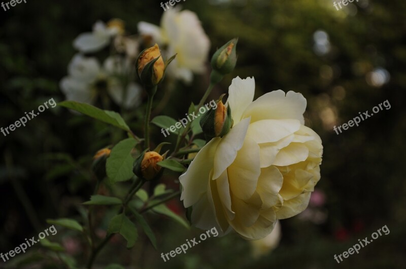 Rosa Pink Rose Bush Free Photos