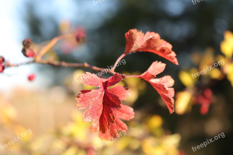 Otoño Autumn Leaves Season September Colorful