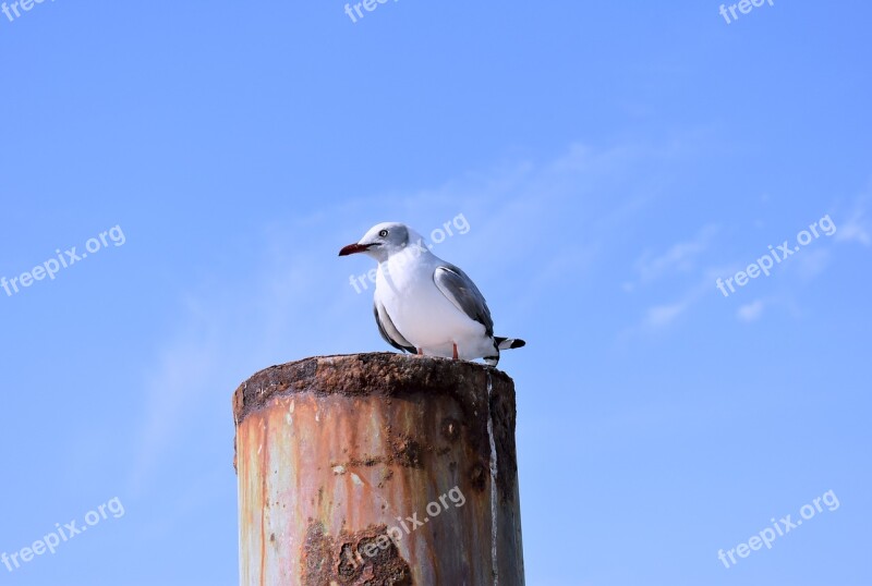 Born Paracas Peru Seagull Paracas Views