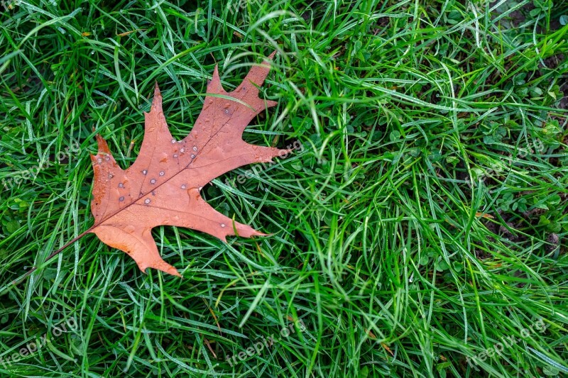 Leaf Prato Grass Nature Garden